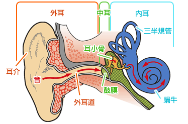図：耳の仕組み